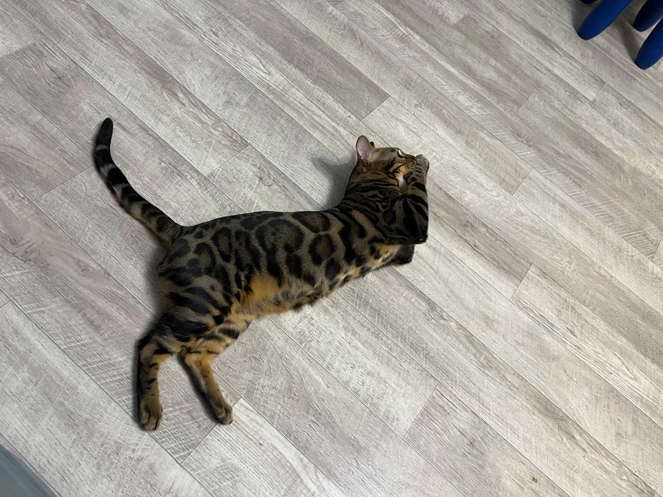 Продам бенгальского кота (окрас N24)
