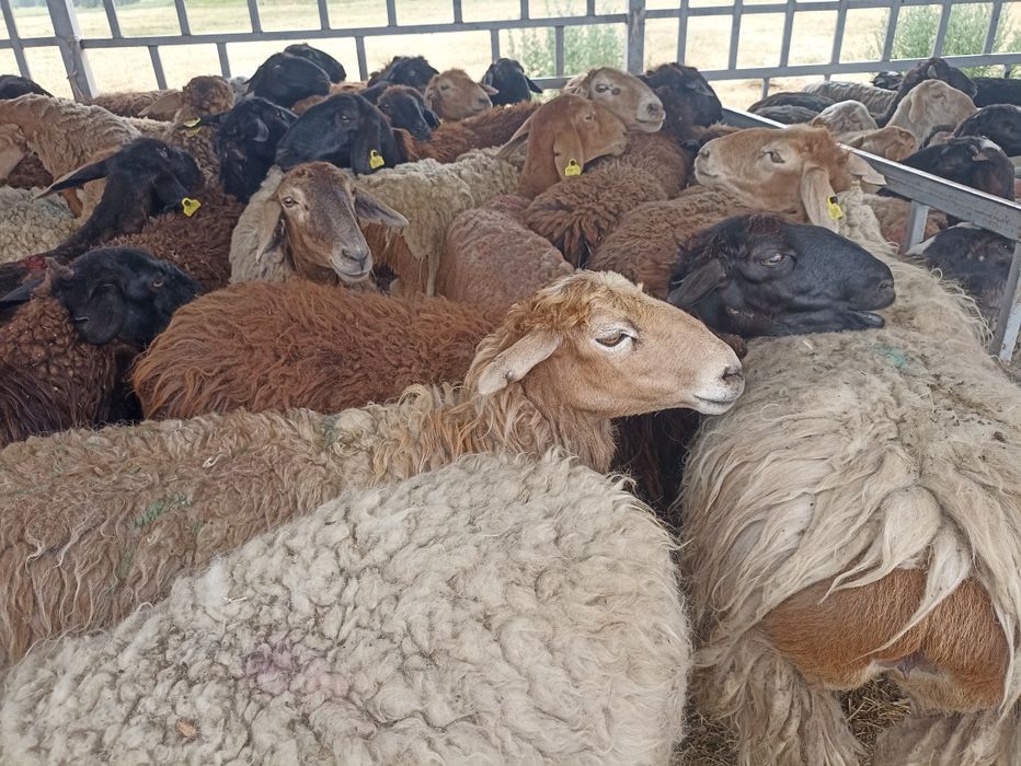 Кой,қой,токты,сек