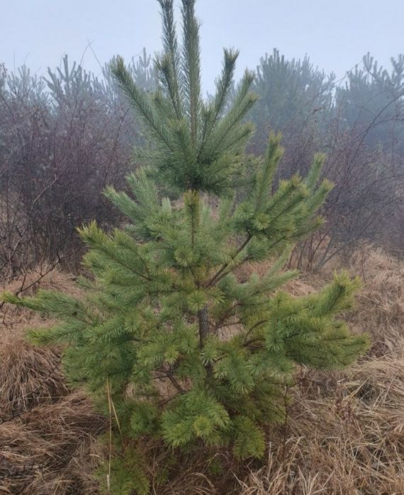 Vând puieți. Salcam pin molid brad stejar arin plop