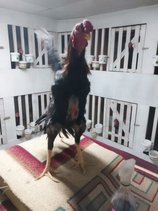 Боицова птица хороших кровеи