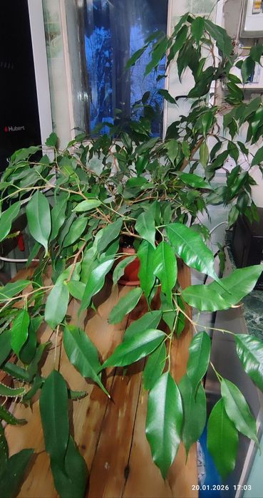 Продам фикус Бенджамина