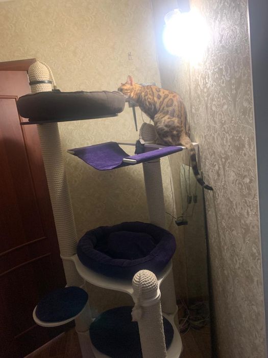 Игровой домик для кошек с диваном