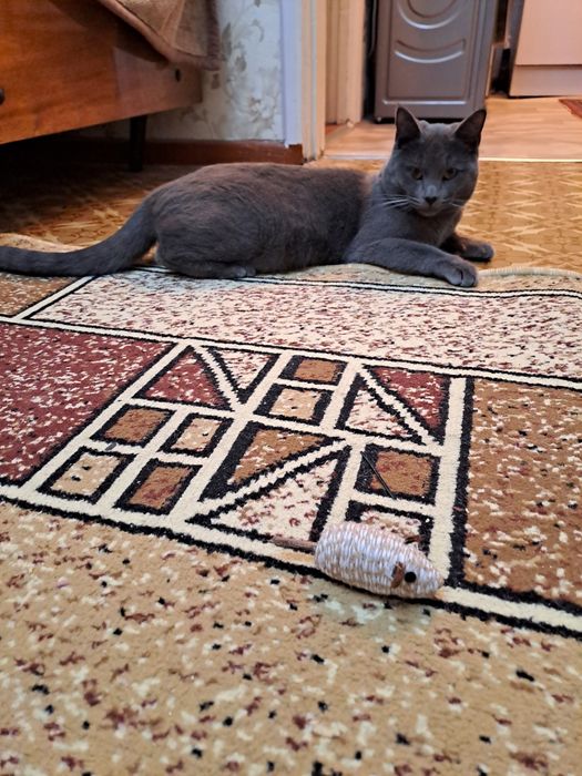 Кот Британец короткошорстый