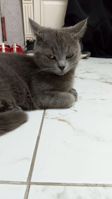 Британская молодая кошка