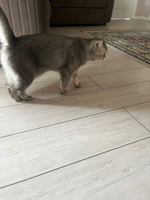 Пародистый мысық. Кошка пародистый.