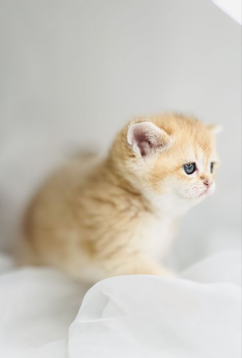 Девочка и мальчик  NY12