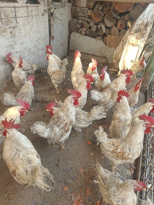 Jojala ochirib beramiza