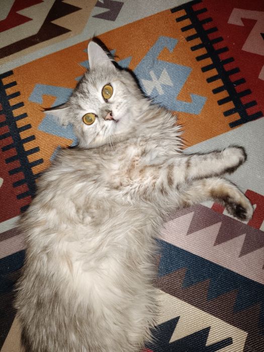 Котик в хорошие руки