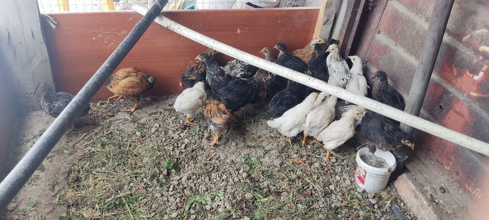 Продам цыплят домашних подросших