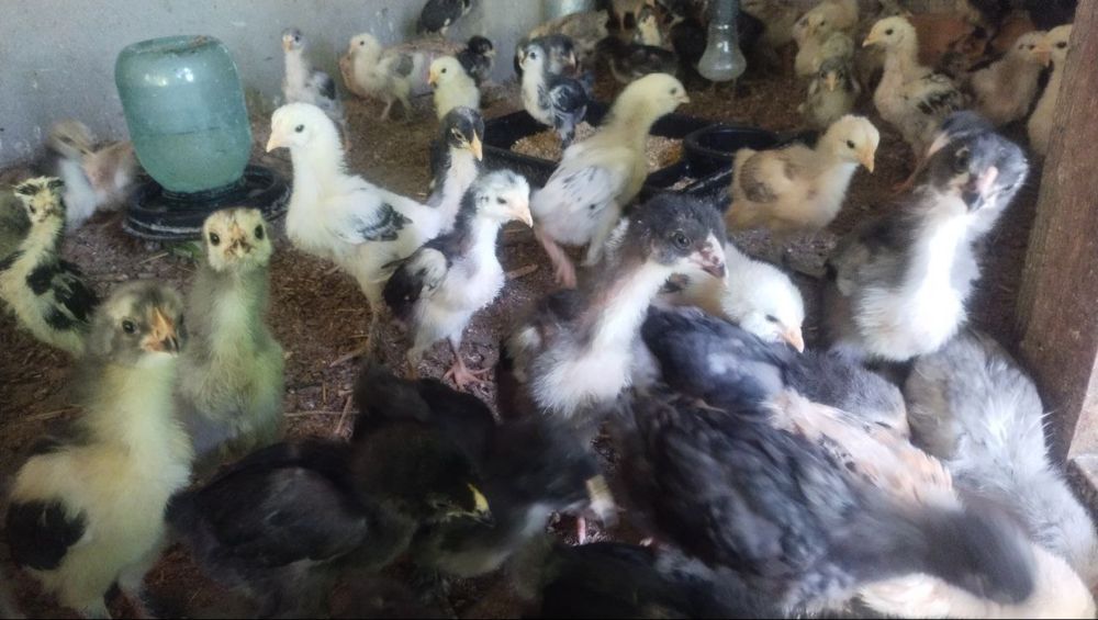 Eshakdagi sikning yaqindan surati