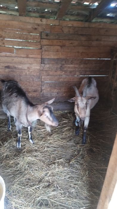 Vând 2  capre : rasă Alpina  Franceza