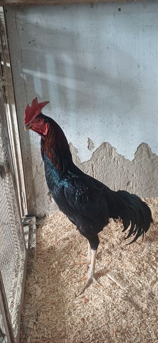 Хашаки тож карея