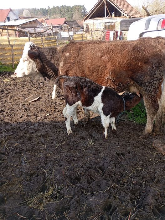 Vind vaca cu vitel