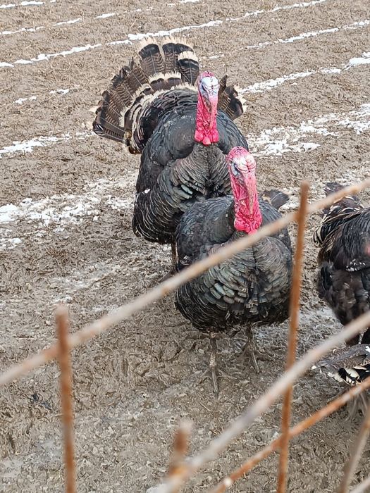 Гибрид қораздар сатылады