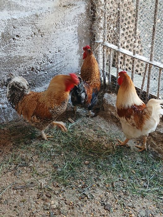 Vând cocoși de casă