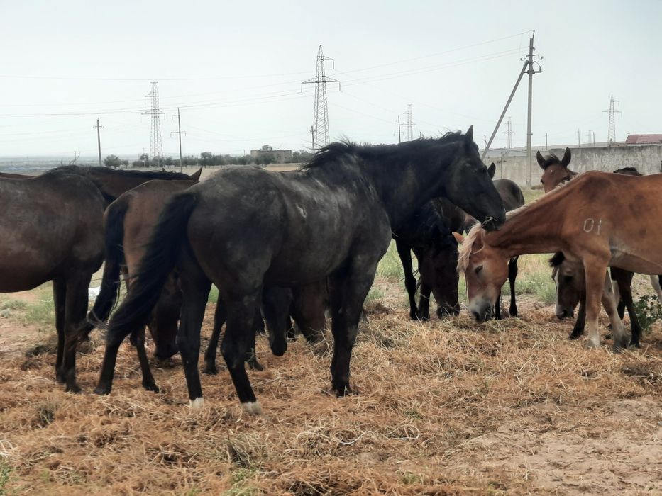 Жылқы сатамын 3- бие, 1- айғыр