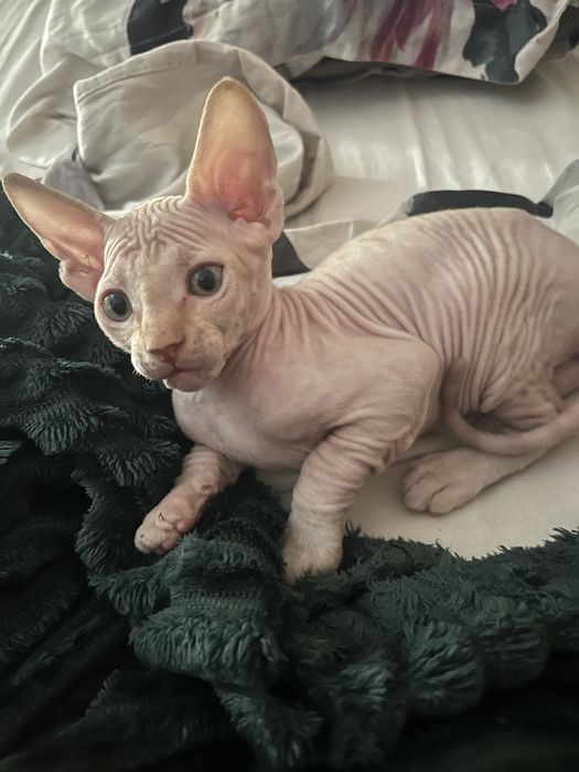 Мъжко коте сфинкс