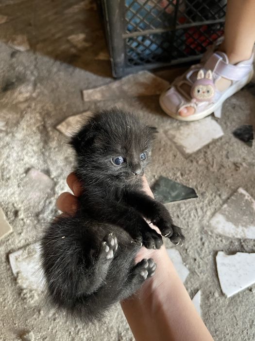 Продам котят 2 девочки