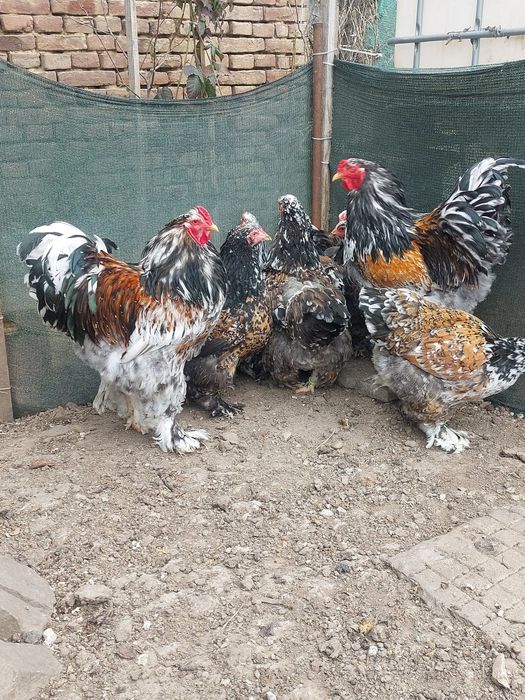 Разплодни яйца от