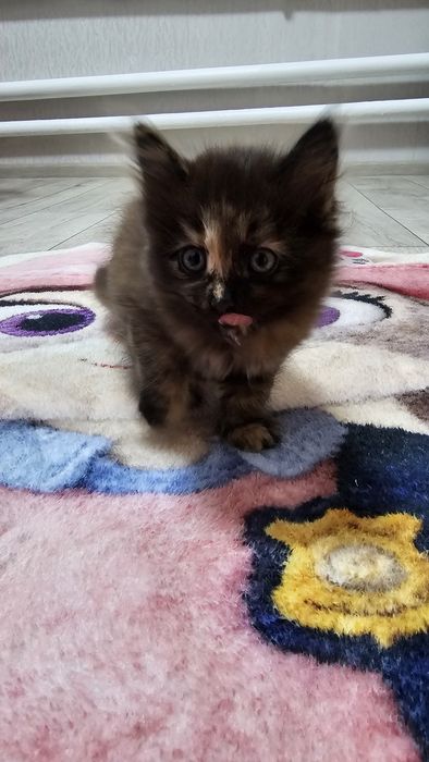 Отдам котят 1.5 месяца