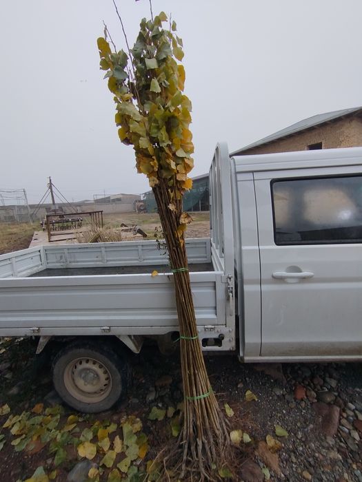 Toshkent viloyati Parkent tumani "Gulbogʻ Burxon"f/x