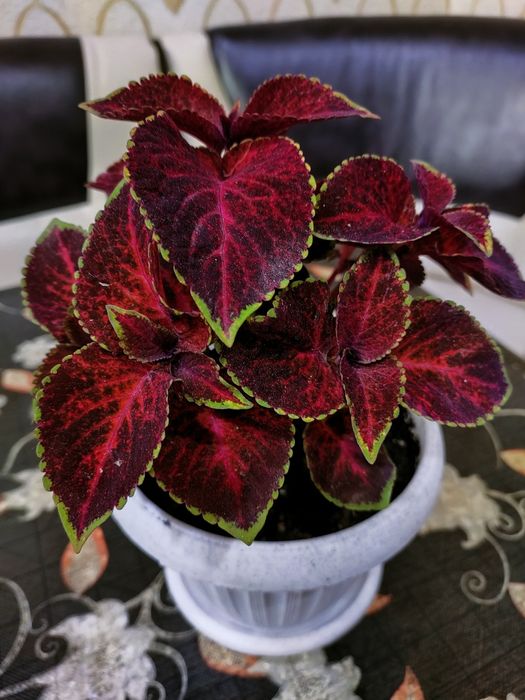 Колеусы, доставка