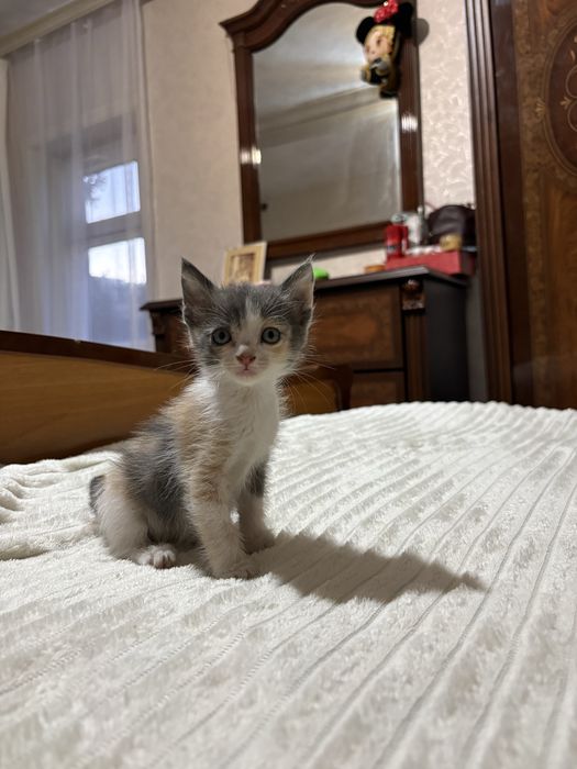 Отдам котят девочки .