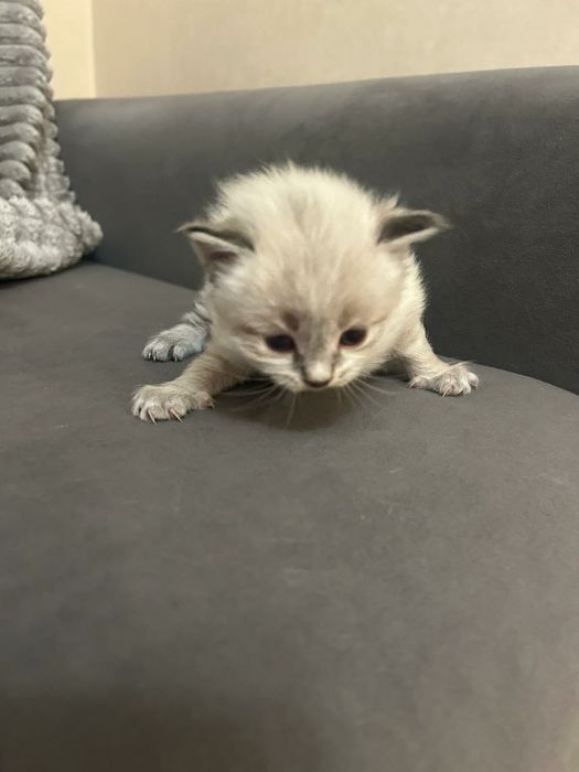 Отдам котят в добрые руки