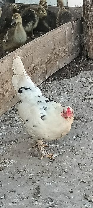 Cocoșei ,găinușe și pui americani