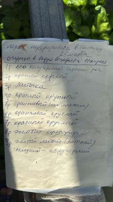 Рассада, посадочный материал
