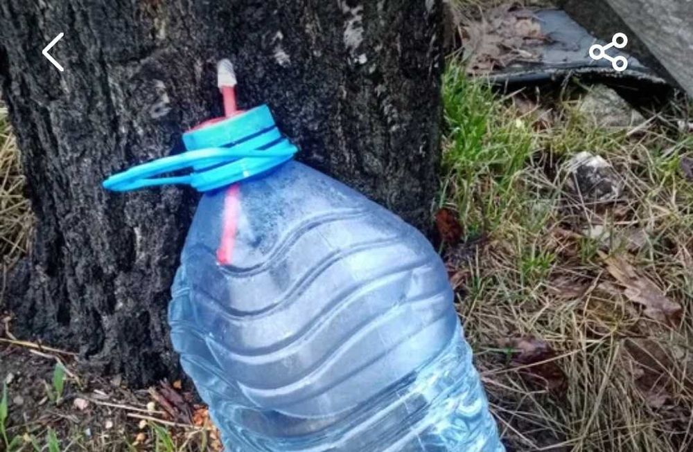 Березовый сок на разлив