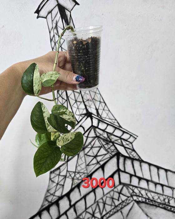 Эпипремнум пинатум марбл квин