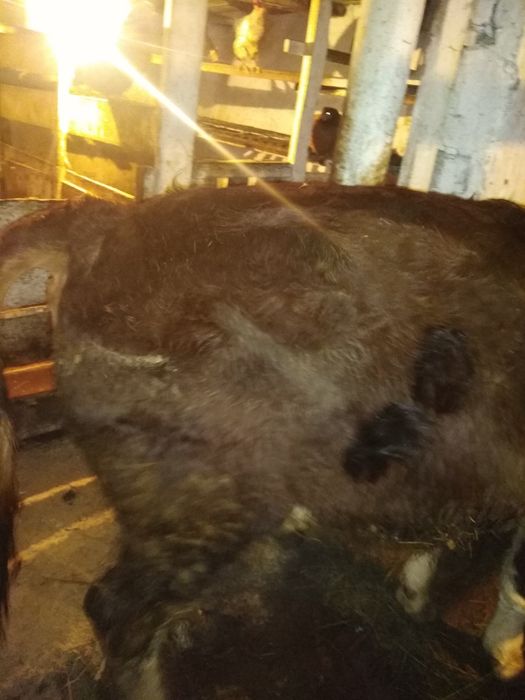 Продам быка год 9