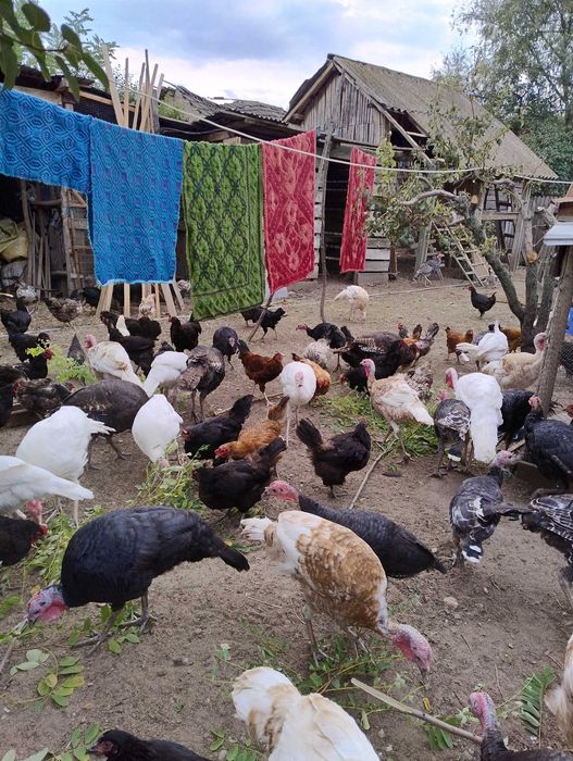 Curci  de tara din primavara