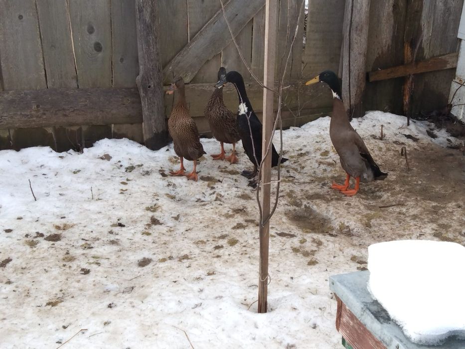 Vând , schimb rațe alergătoare indiene