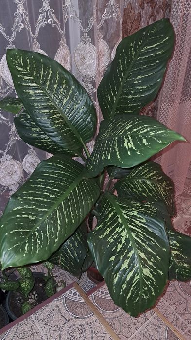 Домашние цветы Мырзакент