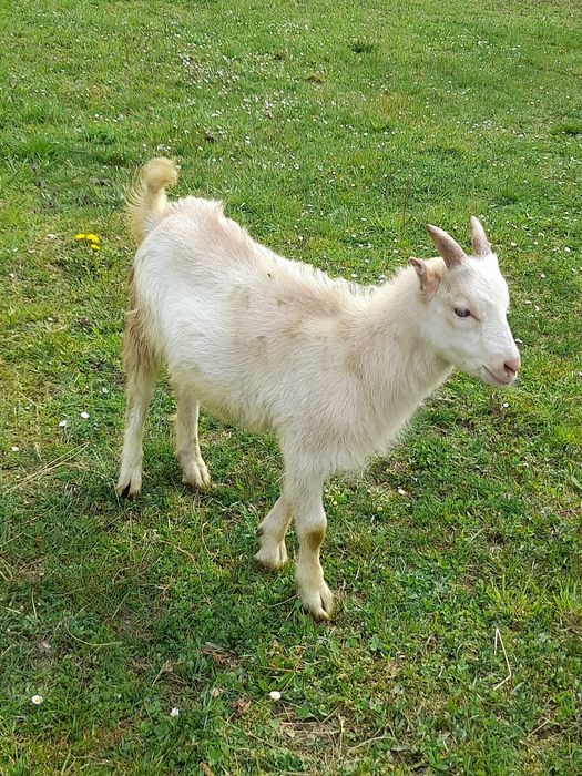 Vând 2 iezii blânzi