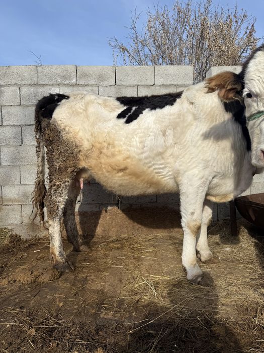 Продам кором с телятами