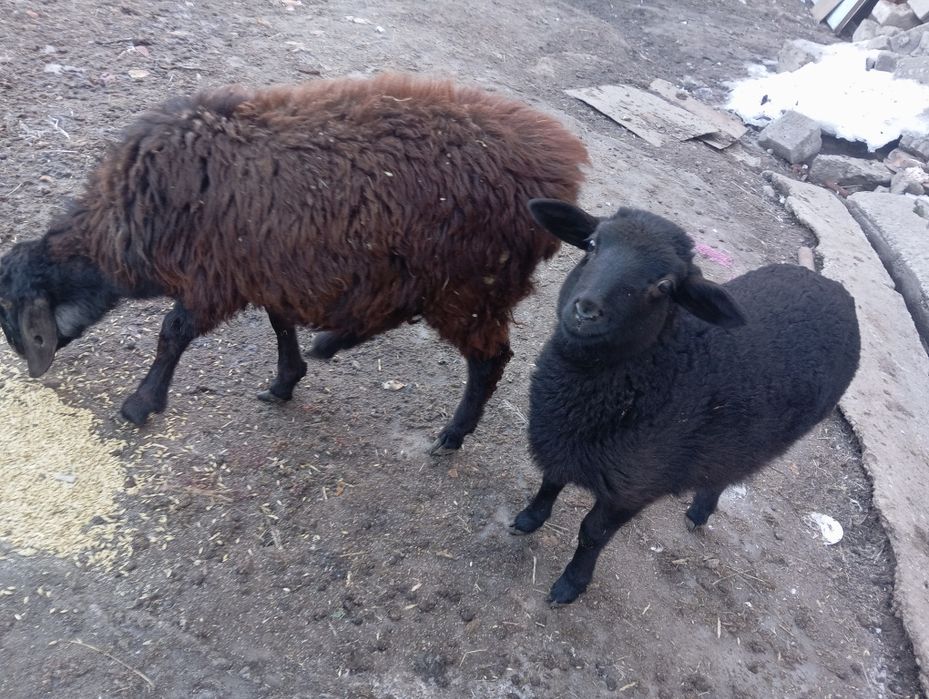 Продам ягнят двух