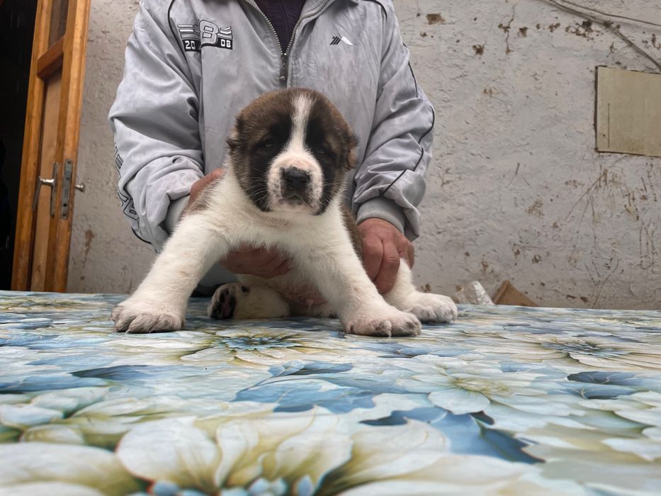 Щенок Туркменского Алабая ( Чистокровный )