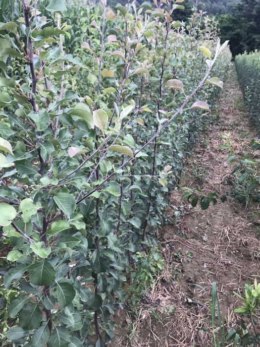 Peri altoiti cu miez rosu