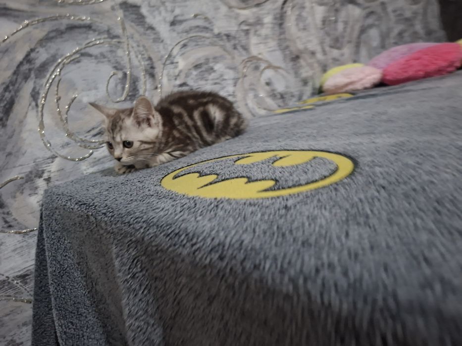 Котята фолд и страйк девочки