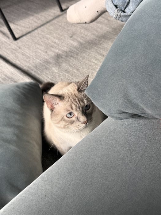 Кот, котик, мальчик