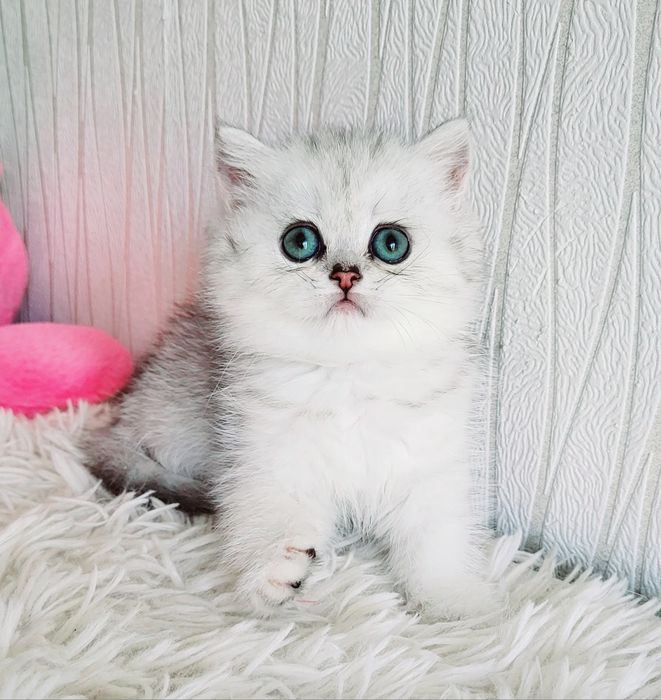 Британские серебристые шиншиллы