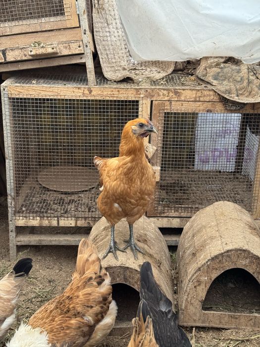 Молодые курочки Лакеданзи