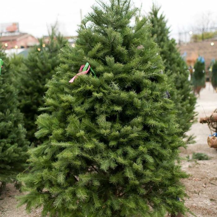 Puieti duglas Pseudotsuga menziesii ghiveci P12- plantare 12 luni/an