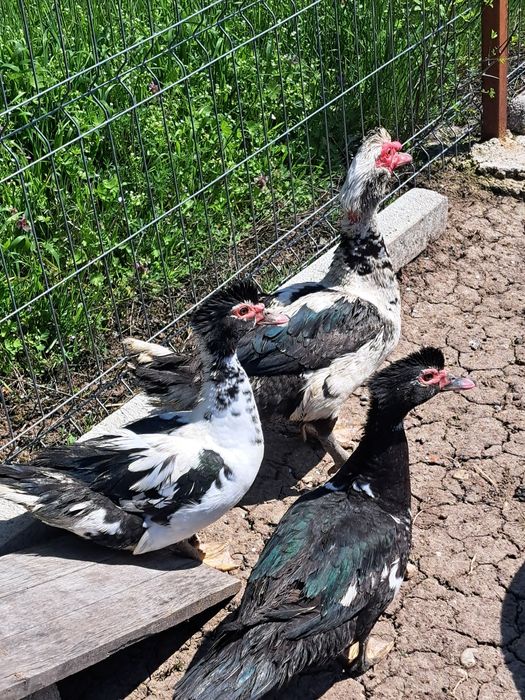 Vând rațe leșeștisi românești