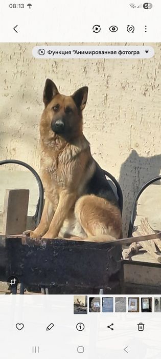 Немецкая овчарка