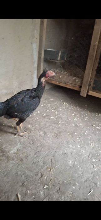 Продам даканку китаец