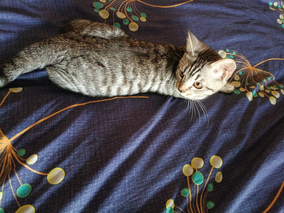 Отдам котенка британец